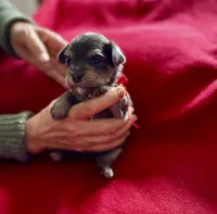 Jay, a male Miniature Schnauzer and Yorkshire Terrier for sale in Greensboro, NC – Photo 5 of 5