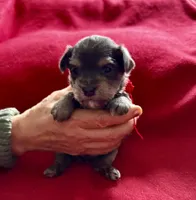 Jay, a male Miniature Schnauzer and Yorkshire Terrier for sale in Greensboro, NC – Photo 1 of 5
