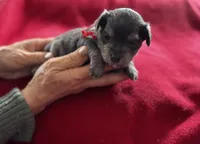 Jay, a male Miniature Schnauzer and Yorkshire Terrier for sale in Greensboro, NC – Photo 3 of 5