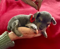 Jay, a male Miniature Schnauzer and Yorkshire Terrier for sale in Greensboro, NC – Photo 2 of 5