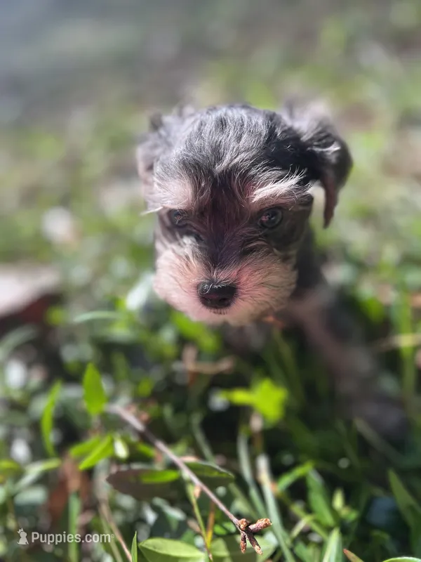 Jay – Miniature Schnauzer, Yorkshire Terrier puppy for sale in Greensboro, NC