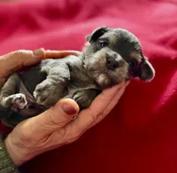Jay, a male Miniature Schnauzer and Yorkshire Terrier for sale in Greensboro, NC – Photo 4 of 5