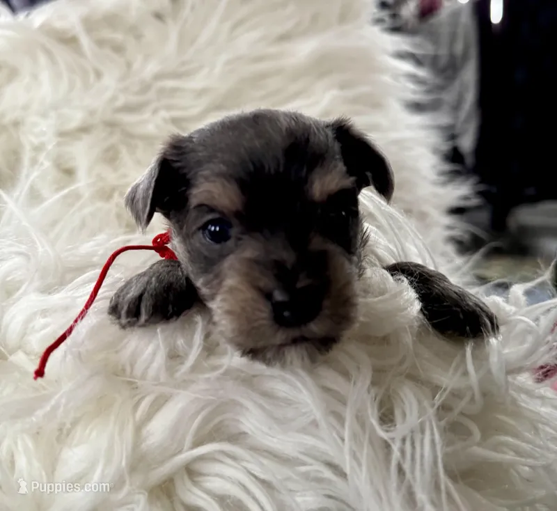 Jay – Miniature Schnauzer, Yorkshire Terrier puppy for sale in Greensboro, NC