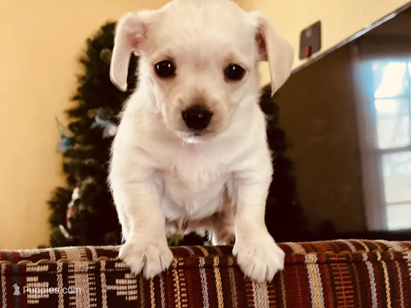 Louis – Miniature Schnauzer, Yorkshire Terrier puppy for sale in Greensboro, NC