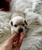 Louis, a male Miniature Schnauzer and Yorkshire Terrier for sale in Greensboro, NC – Photo 7 of 8
