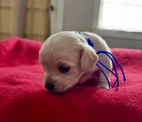 Louis, a male Miniature Schnauzer and Yorkshire Terrier for sale in Greensboro, NC – Photo 4 of 8