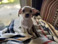 Louis, a male Yorkshire Terrier for sale in Greensboro, NC – 7 of 9