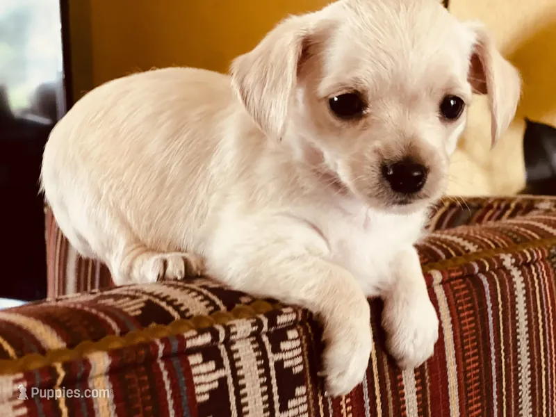 Louis – Yorkshire Terrier puppy for sale in Greensboro, NC