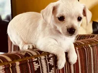 Louis, a male Miniature Schnauzer and Yorkshire Terrier for sale in Greensboro, NC – Photo 3 of 9