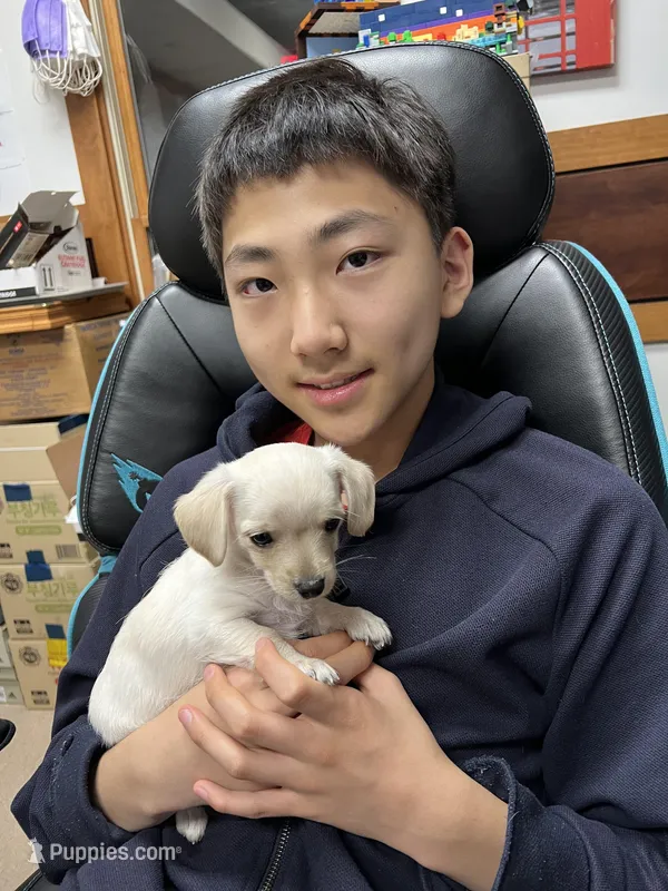 Louis – Miniature Schnauzer, Yorkshire Terrier puppy for sale in Greensboro, NC