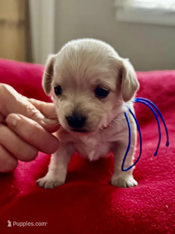 Louis – Miniature Schnauzer, Yorkshire Terrier puppy for sale in Greensboro, NC