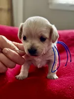 Louis, a male Miniature Schnauzer and Yorkshire Terrier for sale in Greensboro, NC – Photo 2 of 9
