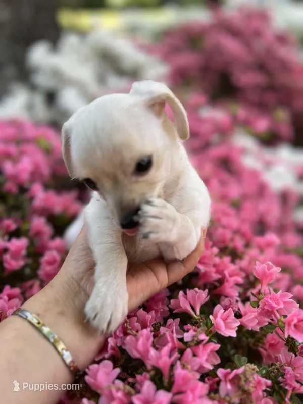 Louis – Yorkshire Terrier puppy for sale in Greensboro, NC