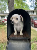 Louis, a male Yorkshire Terrier for sale in Greensboro, NC – Photo 9 of 9