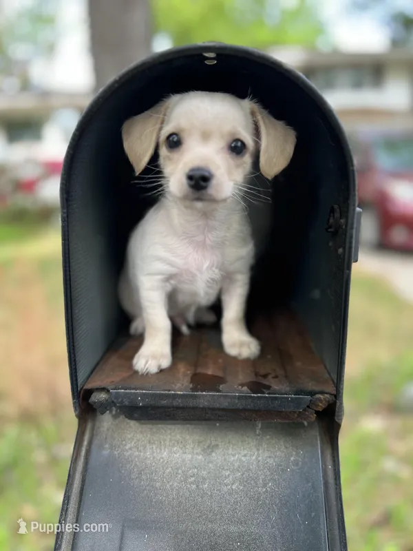 Louis – Yorkshire Terrier puppy for sale in Greensboro, NC