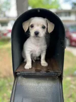Louis, a male Yorkshire Terrier for sale in Greensboro, NC – Photo 2 of 9