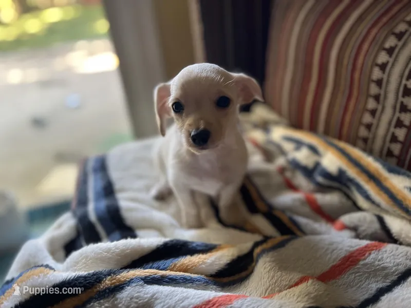 Louis – Yorkshire Terrier puppy for sale in Greensboro, NC