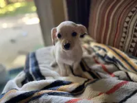Louis, a male Yorkshire Terrier for sale in Greensboro, NC – 5 of 9