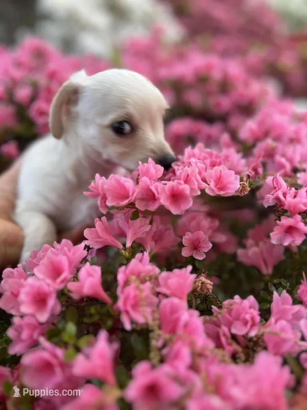 Louis – Yorkshire Terrier puppy for sale in Greensboro, NC
