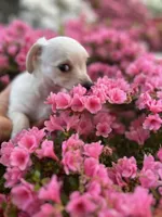 Louis, a male Yorkshire Terrier for sale in Greensboro, NC – Photo 4 of 9