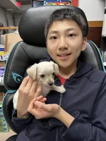 Louis, a male Miniature Schnauzer and Yorkshire Terrier for sale in Greensboro, NC – Photo 7 of 9