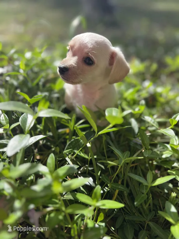 Louis – Miniature Schnauzer, Yorkshire Terrier puppy for sale in Greensboro, NC