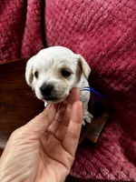 Louis, a male Miniature Schnauzer and Yorkshire Terrier for sale in Greensboro, NC – Photo 8 of 8