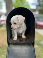 Louis, a male Yorkshire Terrier for sale in Greensboro, NC – Photo 8 of 9