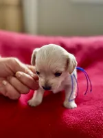 Louis, a male Miniature Schnauzer and Yorkshire Terrier for sale in Greensboro, NC – Photo 2 of 8