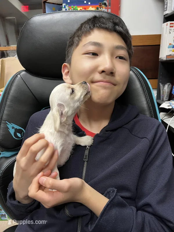 Louis – Miniature Schnauzer, Yorkshire Terrier puppy for sale in Greensboro, NC