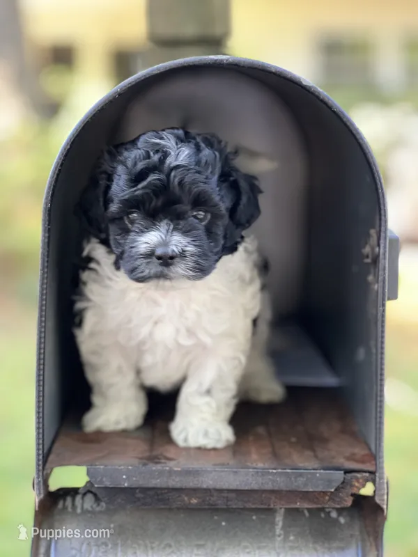 Sugar – Morkie puppy for sale in Greensboro, NC