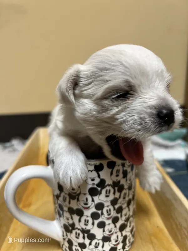 Milky – Morkie puppy for sale in Greensboro, NC