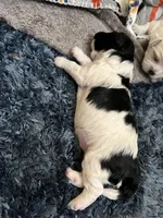 Haneul, a male Morkie for sale in Greensboro, NC – 3 of 6
