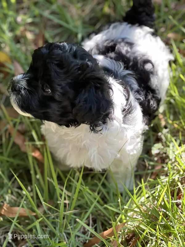 Sugar – Morkie puppy for sale in Greensboro, NC