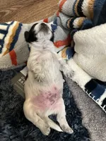 Gureum, a male Morkie for sale in Greensboro, NC – 3 of 7