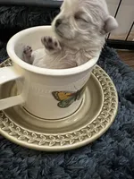 Bom, a female Morkie for sale in Greensboro, NC – 3 of 6
