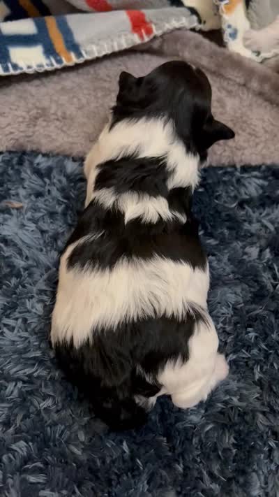 Haneul, a male Morkie for sale in Greensboro, NC – 6 of 6