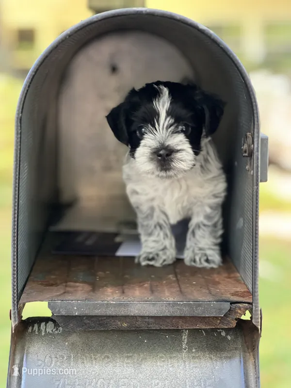 Choco – Morkie puppy for sale in Greensboro, NC