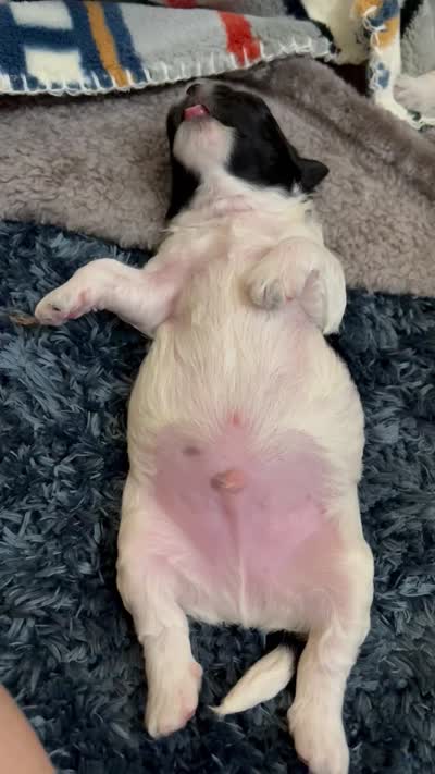 Gaeul, a male Morkie for sale in Greensboro, NC – 4 of 4