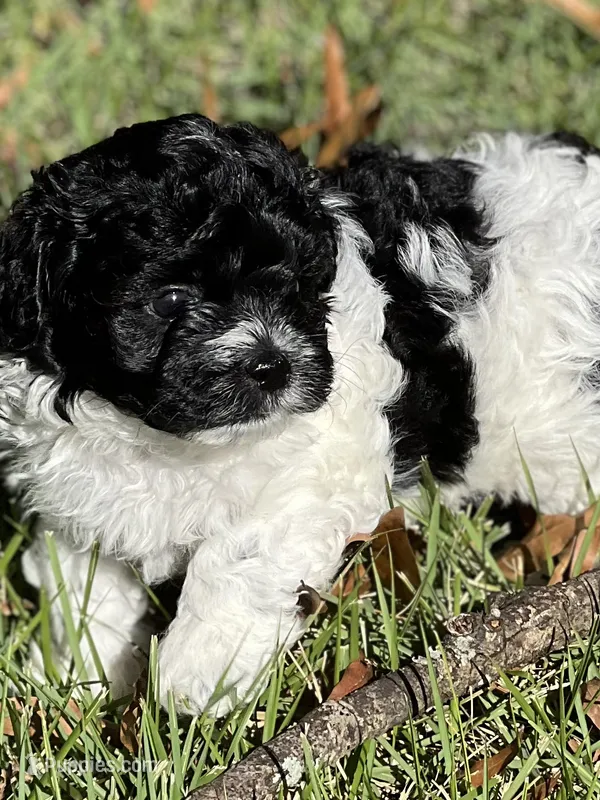 Sugar – Morkie puppy for sale in Greensboro, NC