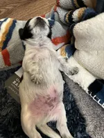 Gureum, a male Morkie for sale in Greensboro, NC – 2 of 7