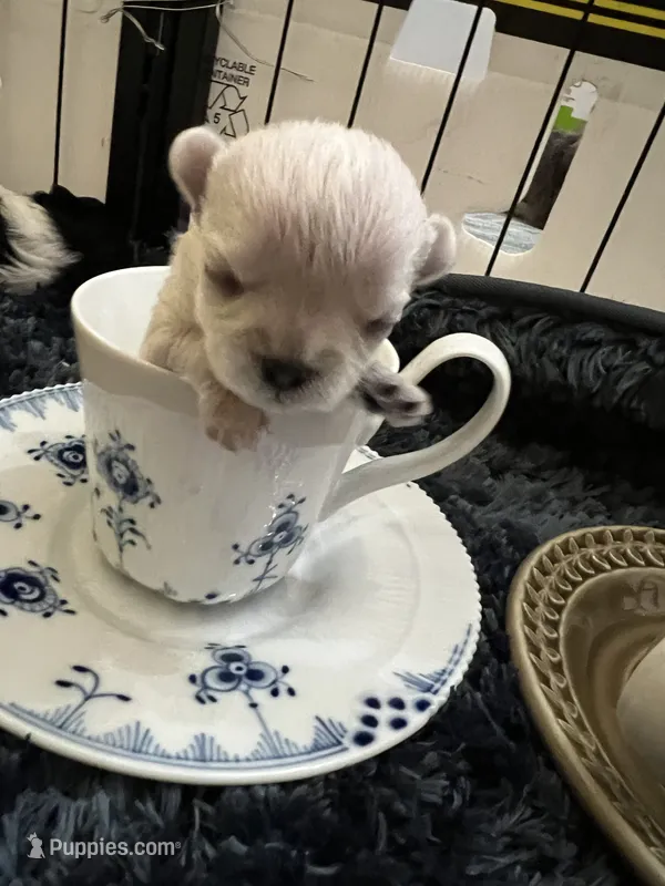 Pinky – Morkie puppy for sale in Greensboro, NC