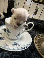 Bom, a female Morkie for sale in Greensboro, NC – 2 of 6