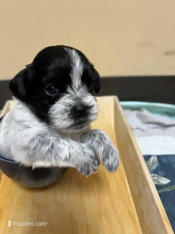 Choco – Morkie puppy for sale in Greensboro, NC