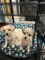 Louis, a male Yorkshire Terrier for sale in Greensboro, NC – 8 of 9