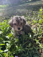 Rosie , a female Miniature Schnauzer and Yorkshire Terrier for sale in Greensboro, NC – Photo 5 of 9