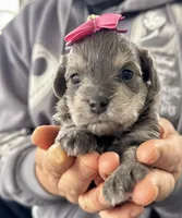 Rosie , a female Miniature Schnauzer and Yorkshire Terrier for sale in Greensboro, NC – Photo 1 of 5