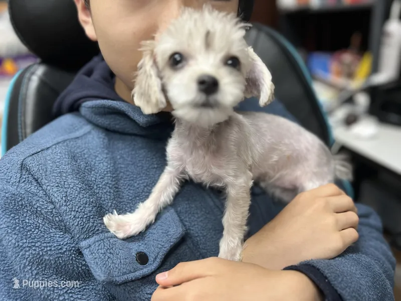 Rosie  – Maltipoo puppy for sale in Greensboro, NC