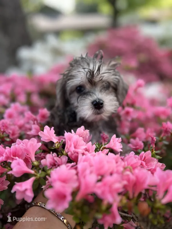 Rosie  – Yorkshire Terrier puppy for sale in Greensboro, NC
