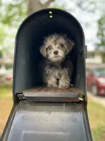 Rosie , a female Yorkshire Terrier for sale in Greensboro, NC – Photo 6 of 7
